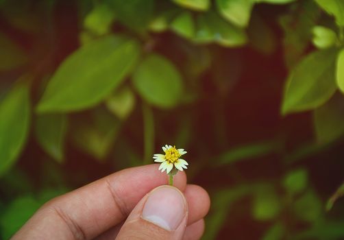 Hand touch a little flower. take care of nature.