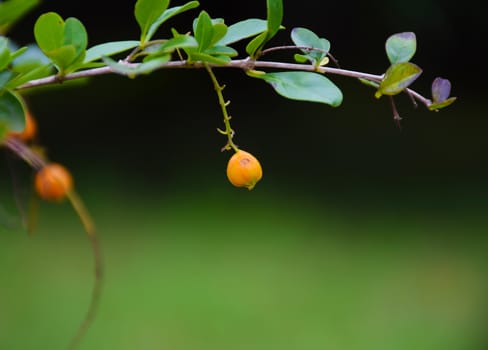 closeup of little orange Berries.