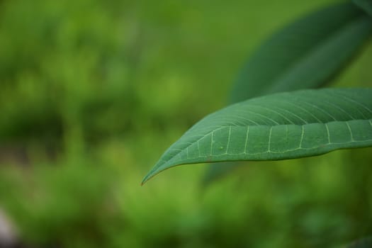 Close up green leaf texture/background.