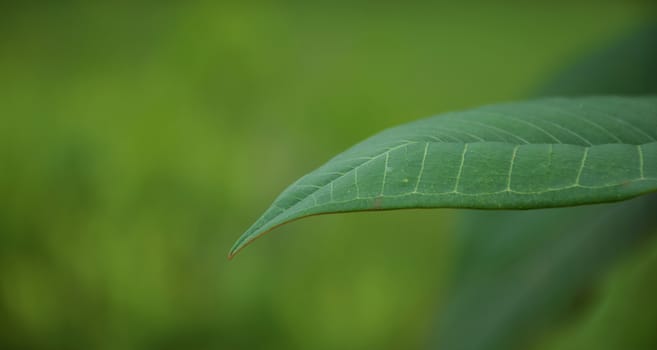 Close up green leaf texture/background.