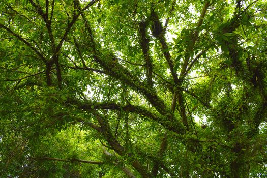 Green leaf on branches/tree.