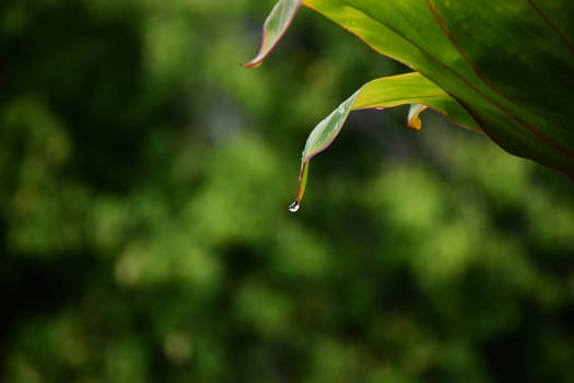 Water drop from leaf on nature background.