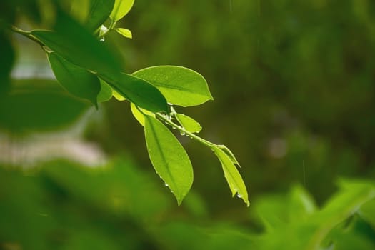 Water drop from leaf on nature background.