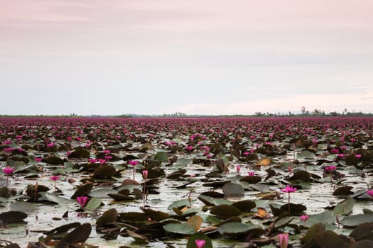 Lake of red lotus at Udonthani Thailand (unseen in Thailand), stock photo