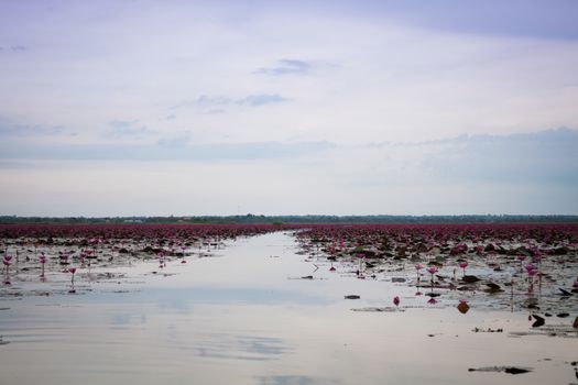 Lake of red lotus at Udonthani Thailand (unseen in Thailand), stock photo