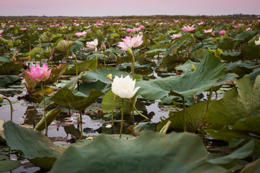 Lake of red lotus at Udonthani Thailand (unseen in Thailand), stock photo