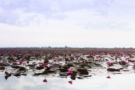 Lake of red lotus at Udonthani Thailand (unseen in Thailand), stock photo