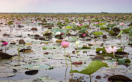 Lake of red lotus at Udonthani Thailand (unseen in Thailand), stock photo