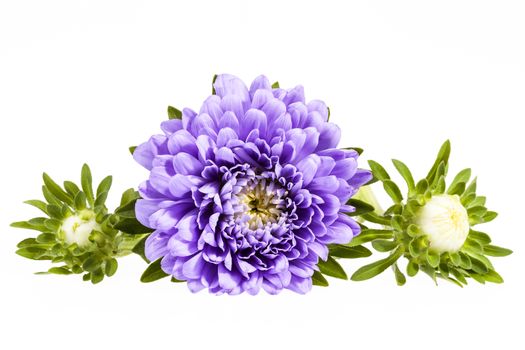 Single violet flower of aster with buds isolated on white background, close up