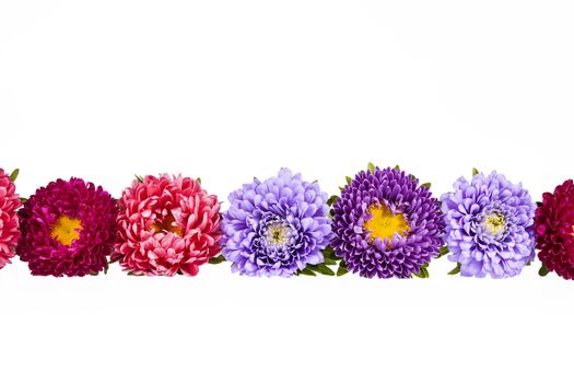 Colorful aster flowers isolated on white background, place for text