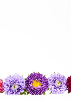 Colorful aster flowers isolated on white background, place for text