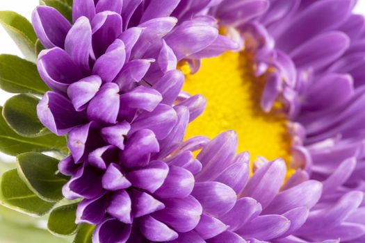 Single violet flower of aster on white background, close up .