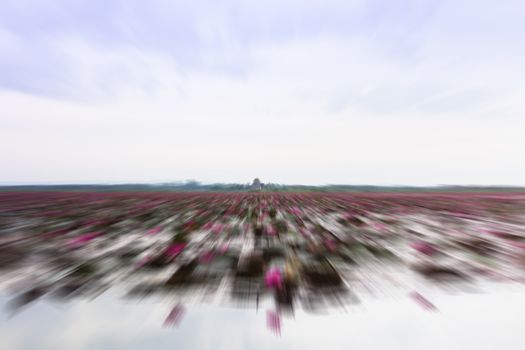 Lake of red lotus at Udonthani Thailand with radial blur background, stock photo