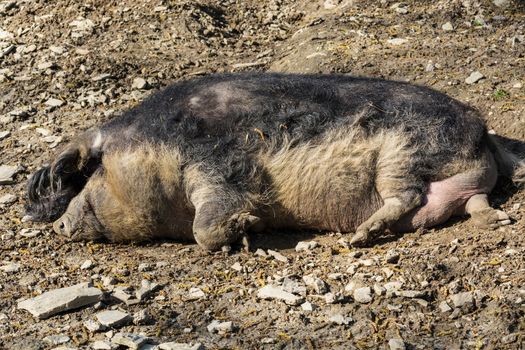 European wild boar in the mud in the warm summer sun lying.