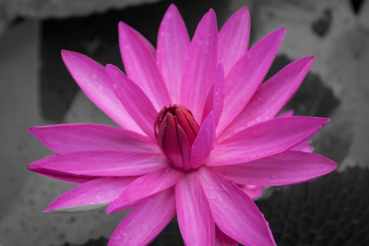 Pink lotus blossoms blooming on black and white background, stock photo