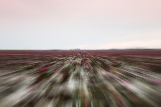 Lake of red lotus with radial blurred background, stock photo