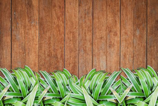 Green plants with old wooden background and texture, stock photo