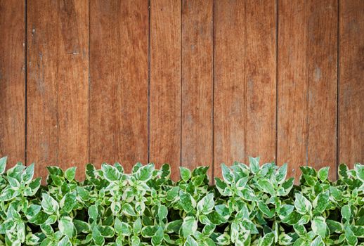 Green plants with old wooden wall background, stock photo