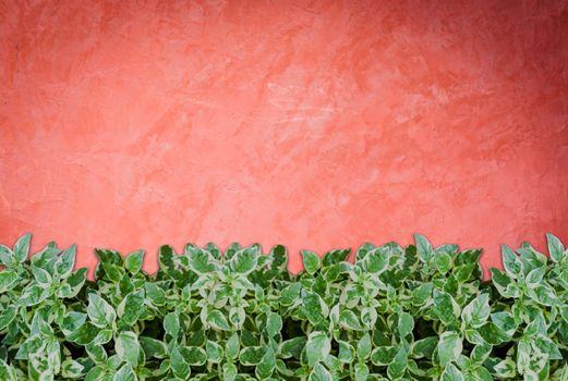 Green plants on handmade creative red wall background, stock photo