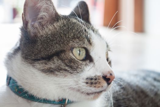 Close up portrait of siamease cat, stock photo