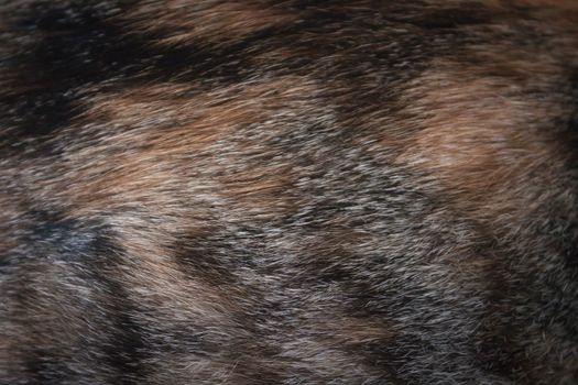 Close up of cat fur, stock photo