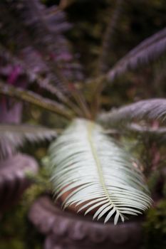 Green leaves in home garden-selective focus, stock photo