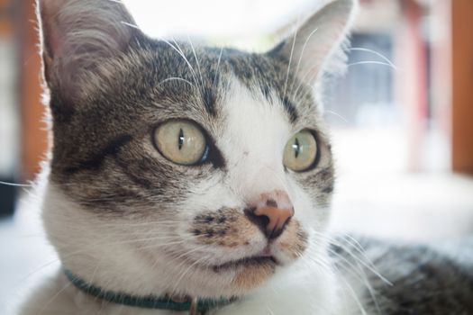 Close up portrait of siamease cat, stock photo