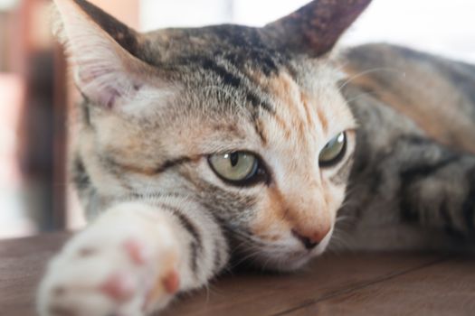 Close up portrait of siamease cat, stock photo