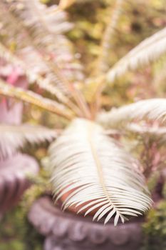 Green leaves in home garden with vintage filter, stock photo