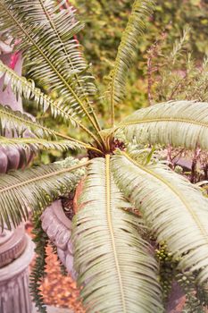 Green leaves in home garden with vintage filter, stock photo