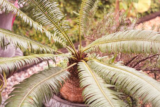 Green leaves in home garden with vintage filter, stock photo