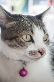 Close up portrait of siamease cat, stock photo