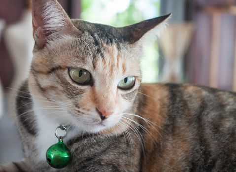 Close up portrait of siamease cat, stock photo