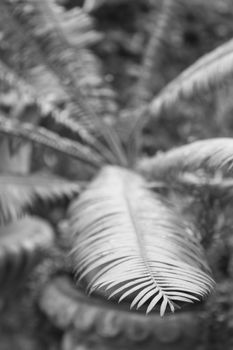 Green leaves in home garden with black and white filter