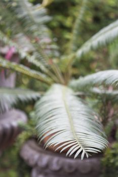 Green leaves in home garden, stock photo