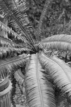 Green leaves in home garden with black and white filter