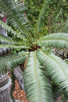 Green leaves in home garden, stock photo