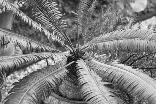 Green leaves in home garden with black and white filter