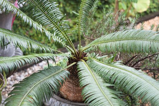 Green leaves in home garden, stock photo