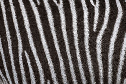 Zerbra Black and White Striped Coat Background 