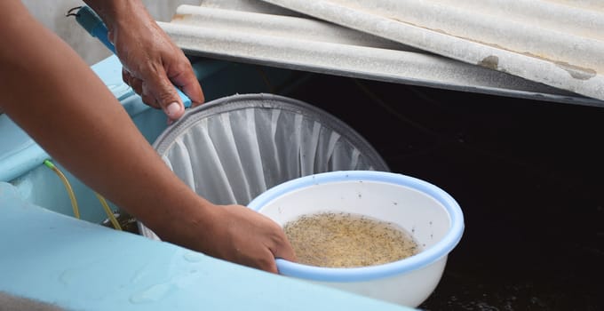 Larval shrimp in plastic bowl. Aquaculture animals.