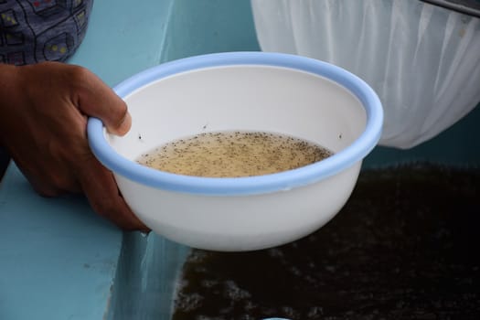 Larval shrimp in plastic bowl. Aquaculture animals.