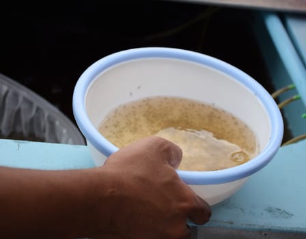 Larval shrimp in plastic bowl. Aquaculture animals.