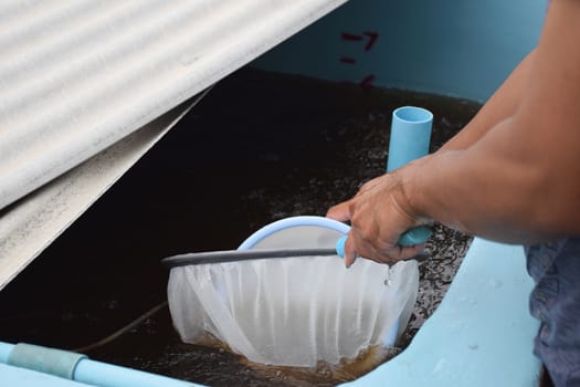 Larval shrimp in plastic bowl. Aquaculture animals.