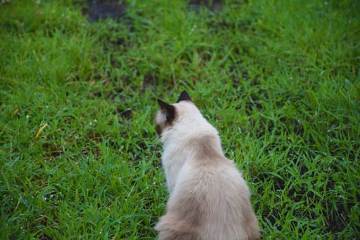 Portrait of white Thai cat in garden/nature background.