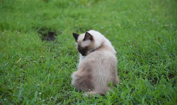 Portrait of white Thai cat in garden/nature background.