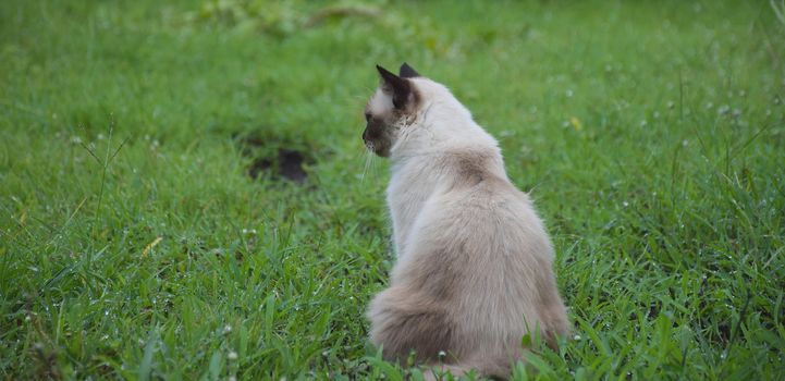 Portrait of white Thai cat in garden/nature background.