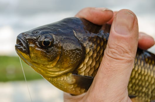 Carp just caught on the bait lake