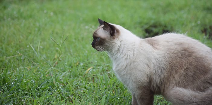 Portrait of white Thai cat in garden/nature background.