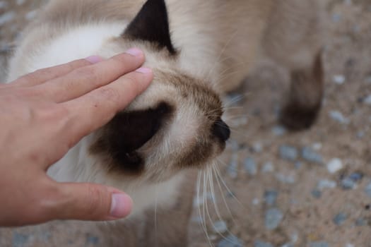 pat white Thai cat head.